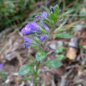 Photographie n°275039 du taxon Clinopodium alpinum subsp. pyrenaeum (Braun-Blanq.) Govaerts [1999]