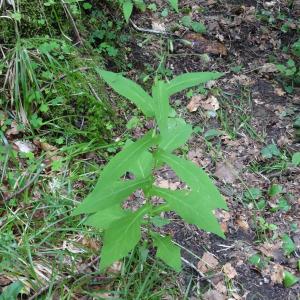 Photographie n°275056 du taxon Prenanthes purpurea L.