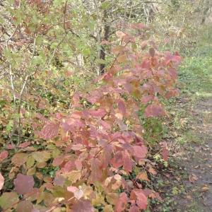 Photographie n°275116 du taxon Cornus sanguinea L. [1753]