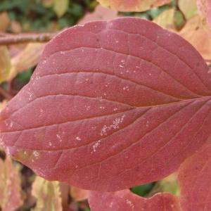 Photographie n°275119 du taxon Cornus sanguinea L. [1753]