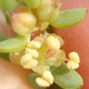 Chenopodium fruticosum L. (Soude ligneuse)