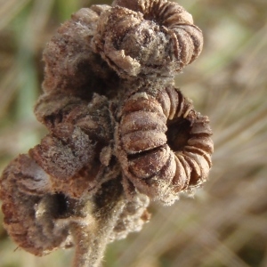 Photographie n°275129 du taxon Althaea officinalis L. [1753]