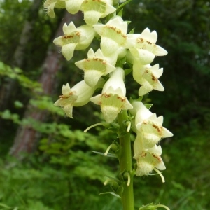 Photographie n°275134 du taxon Digitalis lutea L.