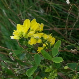 Photographie n°275162 du taxon Melilotus officinalis (L.) Lam. [1779]