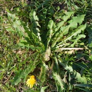 Photographie n°275174 du taxon Taraxacum F.H.Wigg. [1780]