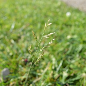 Photographie n°275175 du taxon Agrostis stolonifera L. [1753]