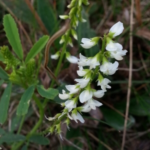 Photographie n°275183 du taxon Melilotus albus Medik. [1787]