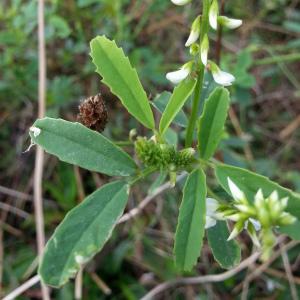 Photographie n°275184 du taxon Melilotus albus Medik. [1787]