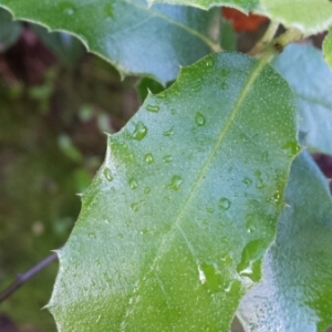 Photographie n°275228 du taxon Quercus ilex L. [1753]