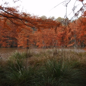 Photographie n°275238 du taxon Taxodium distichum (L.) Rich. [1810]