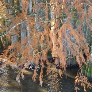 Photographie n°275239 du taxon Taxodium distichum (L.) Rich. [1810]