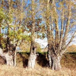 Photographie n°275262 du taxon Salix alba L. [1753]