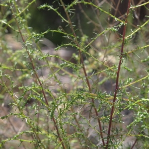 Photographie n°275281 du taxon Artemisia campestris L. [1753]