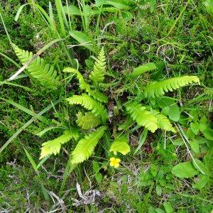 Photographie n°275289 du taxon Blechnum spicant var. spicant