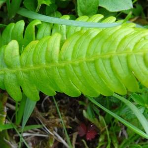 Photographie n°275290 du taxon Blechnum spicant var. spicant