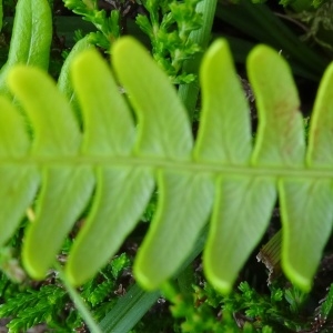 Photographie n°275291 du taxon Blechnum spicant var. spicant