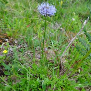 Photographie n°275293 du taxon Globularia nudicaulis f. nudicaulis