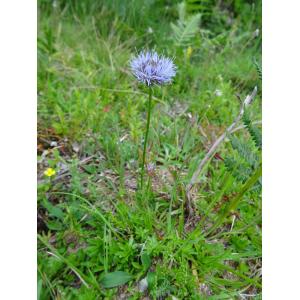 Globularia nudicaulis L. f. nudicaulis 