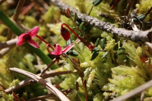 Isabelle Fournel, le  8 juin 2014