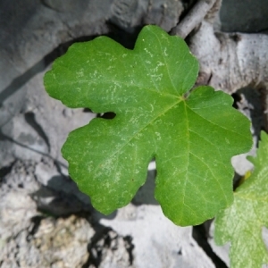 Photographie n°275305 du taxon Ficus carica L. [1753]