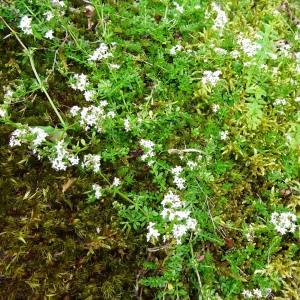 Photographie n°275326 du taxon Galium mollugo L. [1753]