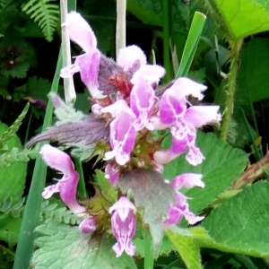 Photographie n°275336 du taxon Lamium maculatum (L.) L. [1763]