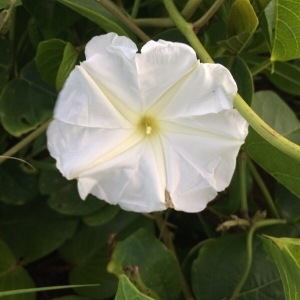 Photographie n°275368 du taxon Calystegia sepium (L.) R.Br. [1810]