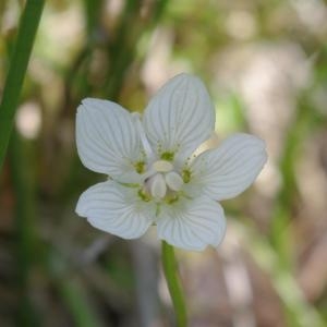 Photographie n°275373 du taxon Parnassia palustris L. [1753]