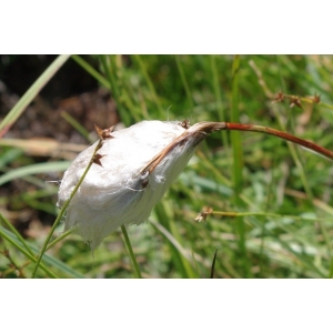 Eriophorum sp.