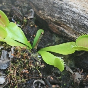  - Dionaea muscipula J.Ellis [1768]