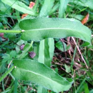 Photographie n°275405 du taxon Picris hieracioides subsp. umbellata (Schrank) Ces.