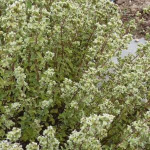 Photographie n°275414 du taxon Origanum majorana L. [1753]