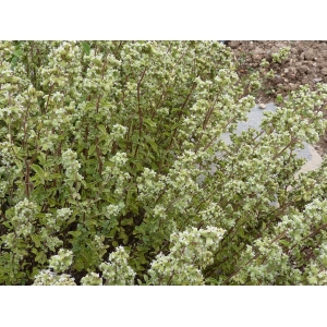 Origanum majorana L. (Marjolaine)