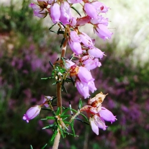 Photographie n°275440 du taxon Erica cinerea L. [1753]