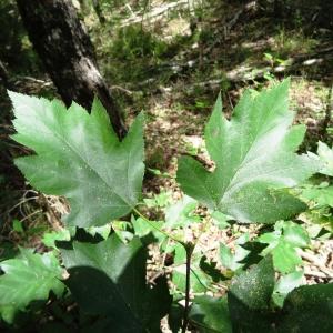Photographie n°275446 du taxon Sorbus torminalis (L.) Crantz [1763]