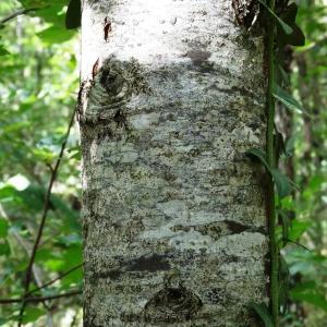 Photographie n°275448 du taxon Sorbus torminalis (L.) Crantz [1763]