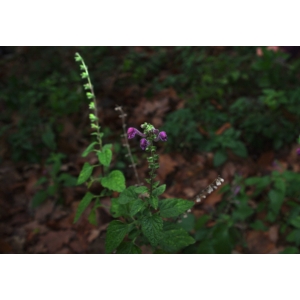 Scutellaria columnae All. subsp. columnae (Scutellaire de Colonna)