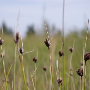 Photographie n°275484 du taxon Schoenus nigricans L. [1753]