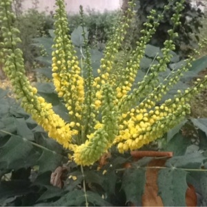 Photographie n°275485 du taxon Mahonia aquifolium (Pursh) Nutt. [1818]