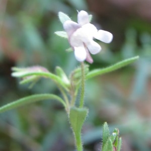 Photographie n°275493 du taxon Chaenorhinum minus subsp. minus 