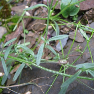 Photographie n°275494 du taxon Chaenorhinum minus subsp. minus 