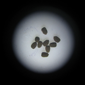 Photographie n°275496 du taxon Chaenorhinum minus subsp. minus 