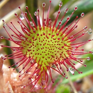 Drosera rotundifolia L. [1753] [nn23111] par François BAHUAUD le 20/06/2006 - La Bresse