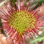 Drosera rotundifolia L. [1753] [nn23111] par François Bahuaud le 20/06/2006 - La Bresse