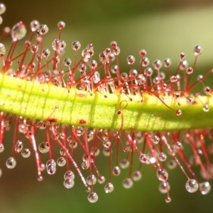 Drosera binata  [nn] par Françoise Madic le 28/03/2009 - Guipavas