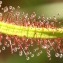 Drosera binata  [nn] par Françoise Madic le 28/03/2009 - Guipavas