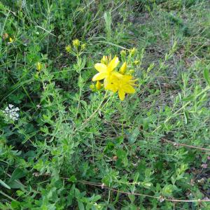 Photographie n°275556 du taxon Hypericum humifusum L. [1753]