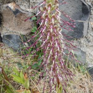 Photographie n°275612 du taxon Himantoglossum hircinum (L.) Spreng.