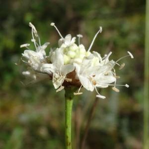 Photographie n°275626 du taxon Cephalaria leucantha (L.) Schrad. ex Roem. & Schult. [1818]