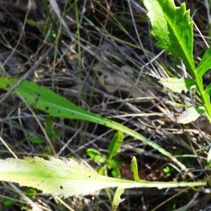 Photographie n°275630 du taxon Cephalaria leucantha (L.) Schrad. ex Roem. & Schult. [1818]